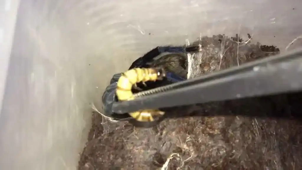 Gusano de la harina sostenido con pinzas frente a una tarántula dentro de un recipiente plástico durante la alimentación