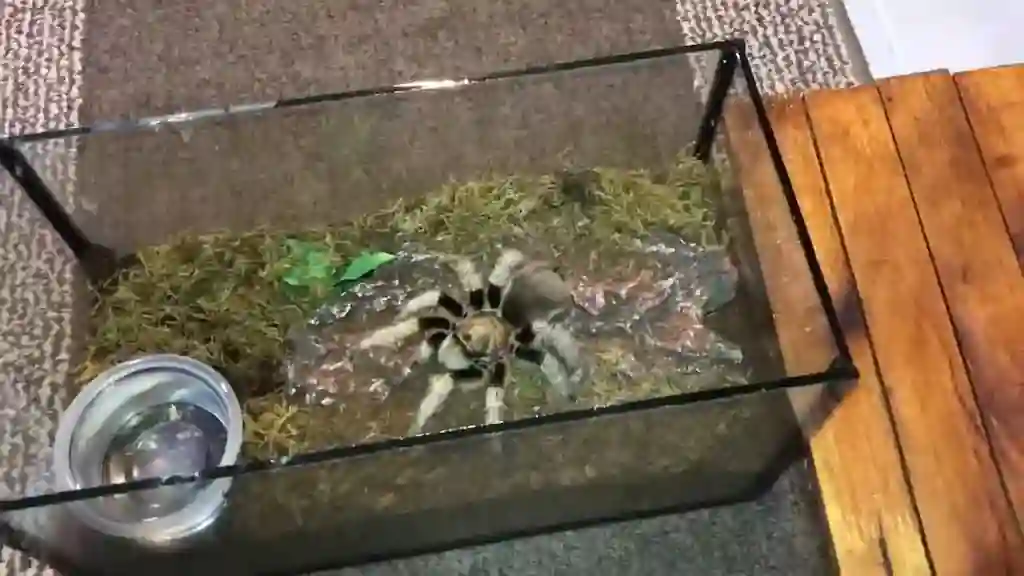 Brachypelma hamorii en terrario correctamente ambientado