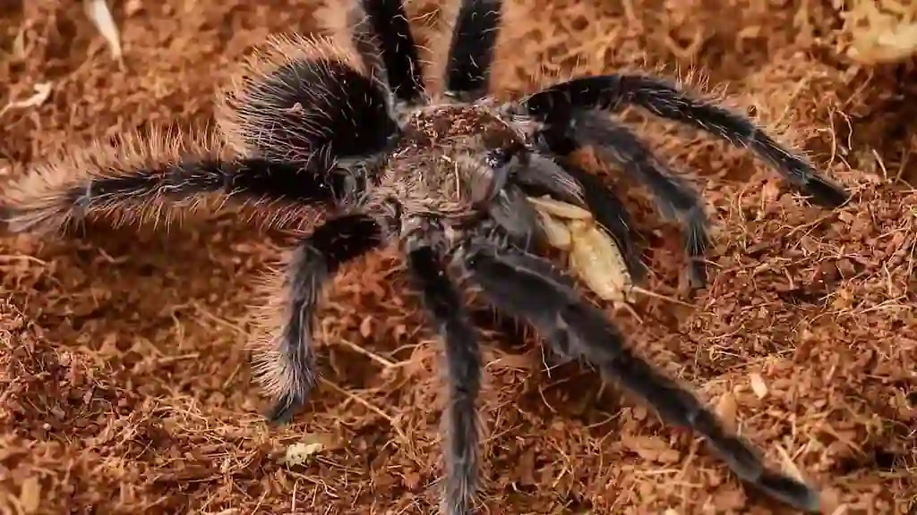 Primer plano de tarántula sujetando una presa insecto entre sus quelíceros sobre sustrato marrón