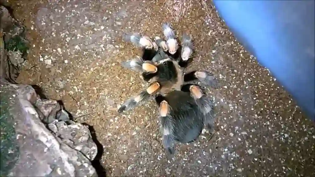 Tarántula adulta Theraphosidae en terrario con sustrato seco
ilustrando diferencias de hábitat entre terrestres y arbóreas