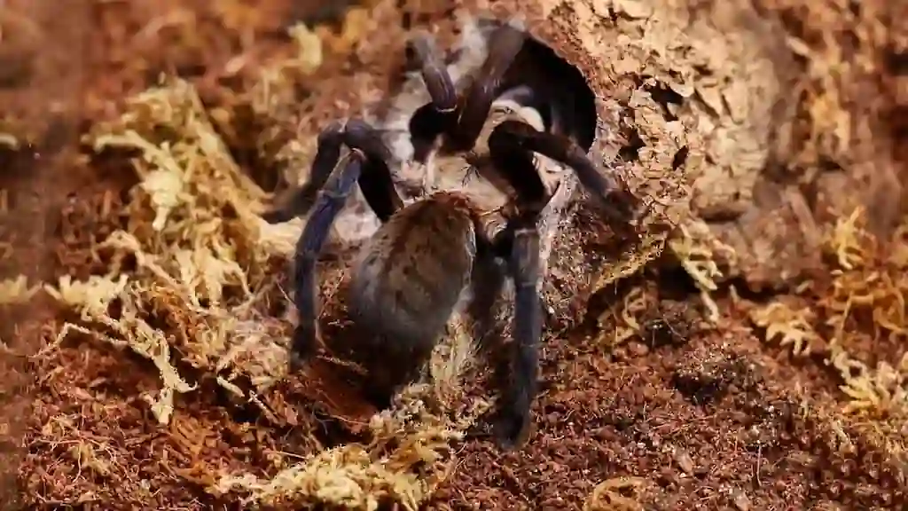 Tarántula tejiendo una telaraña en su cueva dentro del terrario preparándose para la muda mostrando comportamiento previo a la ecdisis