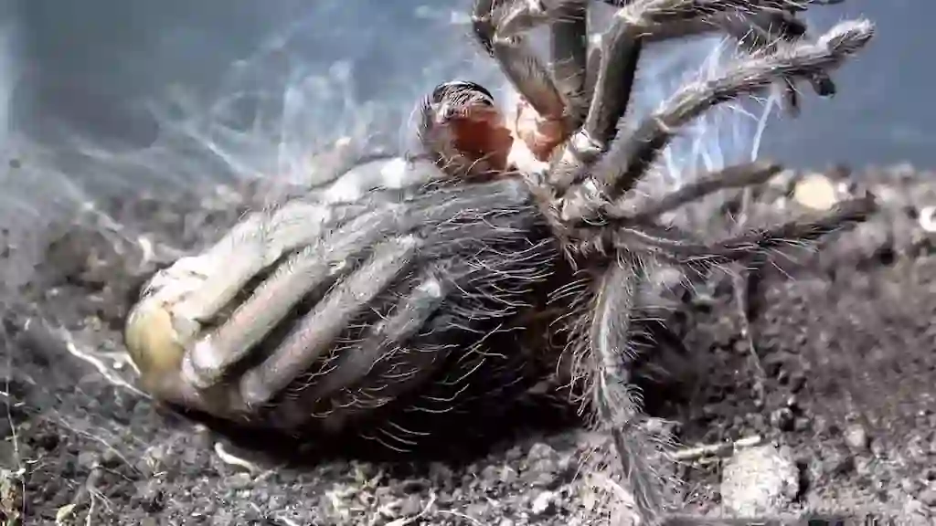 Tarántula del género Pamphobeteus, mudando su exoesqueleto y levantándolo con sus nuevas patas en terrario