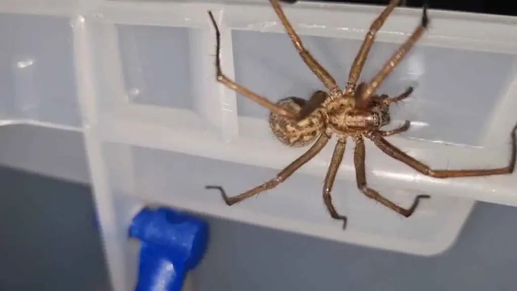 Araña doméstica gigante (Eratigena sp.) colgando dentro de un recipiente plástico mostrando comportamiento de desplazamiento en superficie lisa