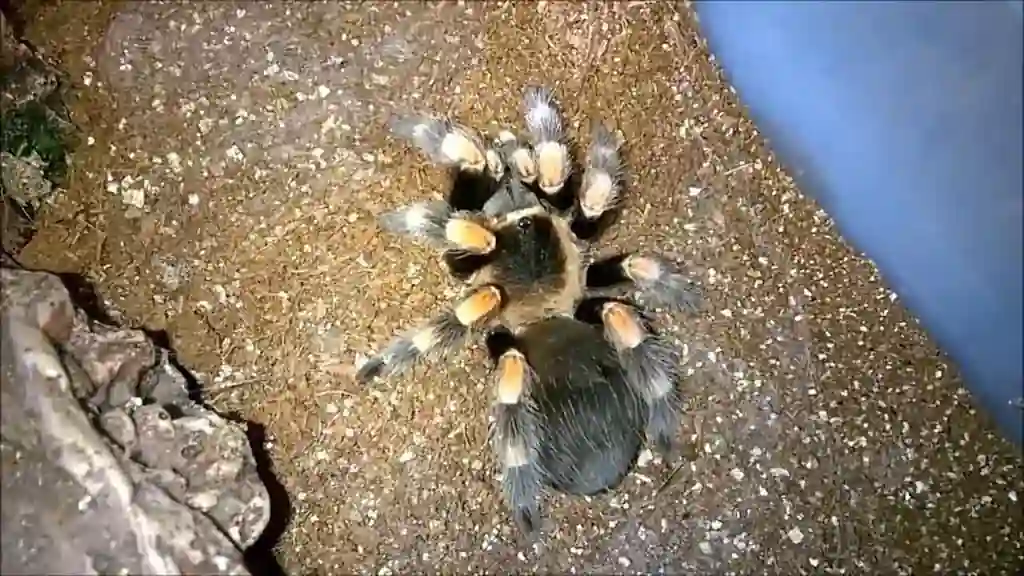 Tarántula mexicana de rodillas rojas (Brachypelma hamorii) sobre sustrato seco junto a una roca dentro de terrario