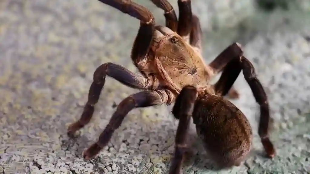 Tarántula tipo baboon (Pterinochilus murinus) sobre superficie rocosa con textura natural en un entorno seco