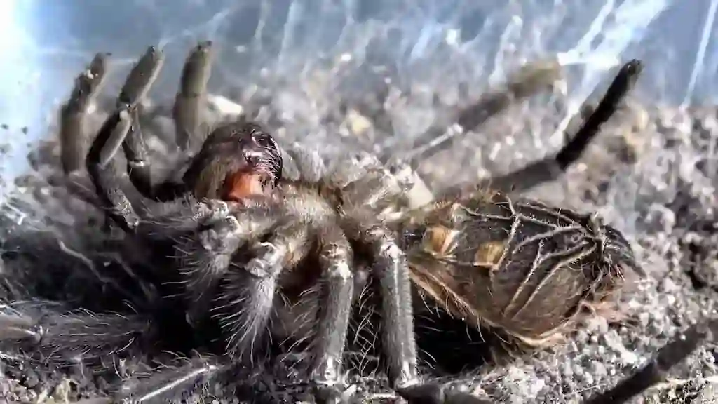 Tarántula del género Pamphobeteus boca arriba durante la muda en terrario mostrando proceso de ecdisis