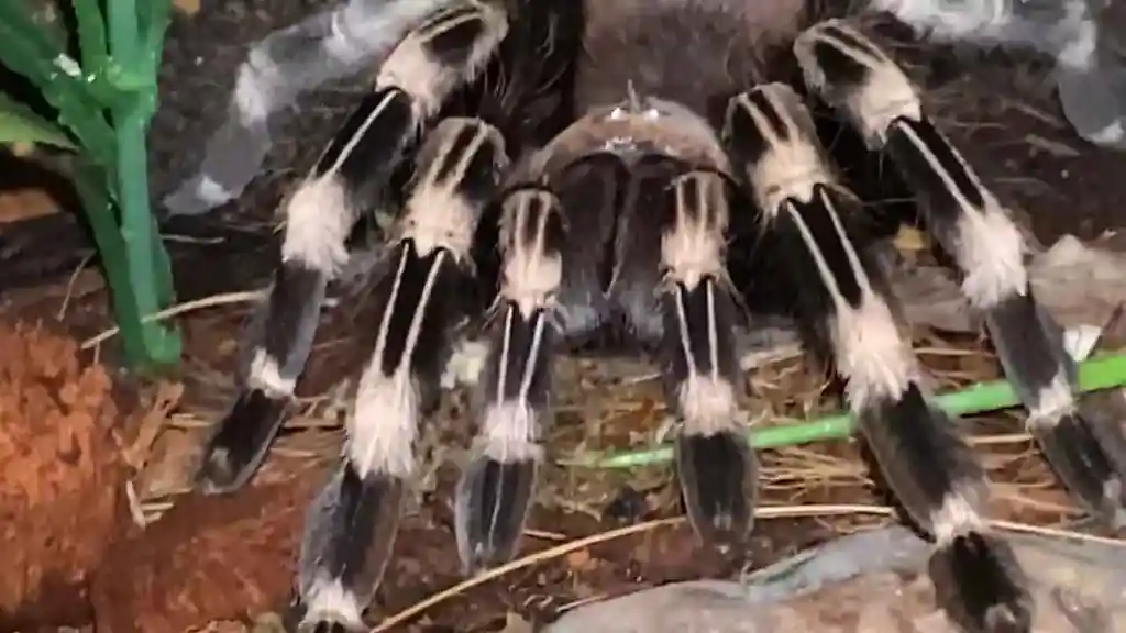 acanthoscurria geniculata tarantula rodillas blancas Tarántula Acanthoscurria geniculata con bandas blancas en las patas dentro de un terrario con sustrato natural.