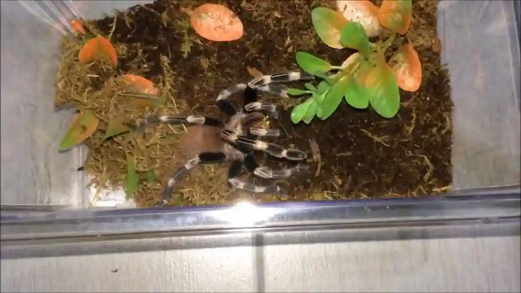 Tarántula Acanthoscurria geniculata en terrario de vidrio con plantas decorativas y sustrato natural.