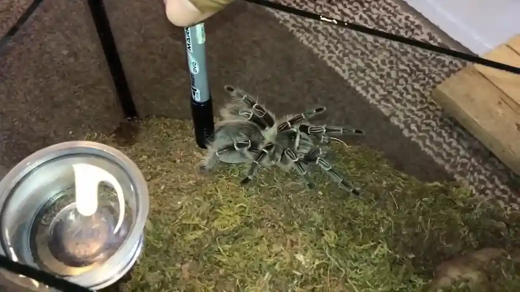 Tarántula cebra Aphonopelma seemanni en terrario durante una manipulación cercana, con posibles pelos urticantes defensivos visibles.