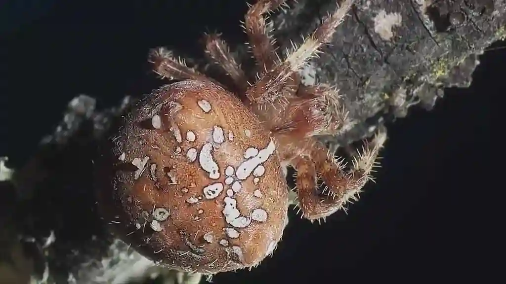 arana de la cruz araneus diadematus corteza Araña de la cruz Araneus diadematus con abdomen marrón y marcas blancas descansando sobre corteza en primer plano macro.