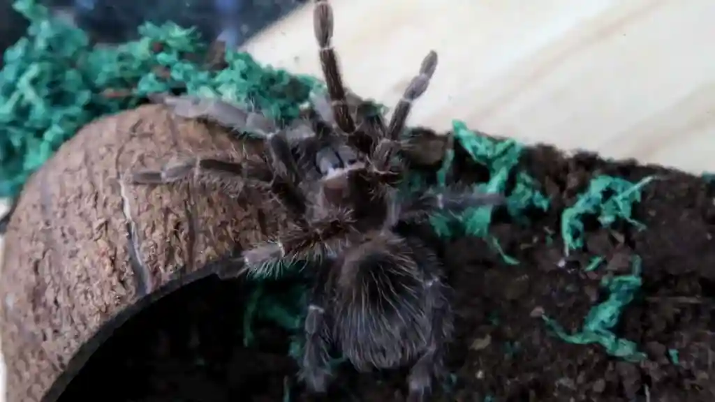 arántula Lasiodora parahybana junto a una madriguera hecha con cáscara de coco dentro de un terrario.