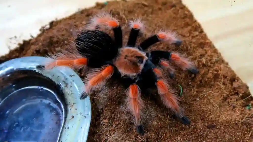 brachypelma boehmei tarantula mexicana patas rojas terrario | YouForAnimal Tarántula mexicana de patas rojas (Brachypelma boehmei) sobre sustrato de fibra de coco junto a un recipiente de agua en terrario.