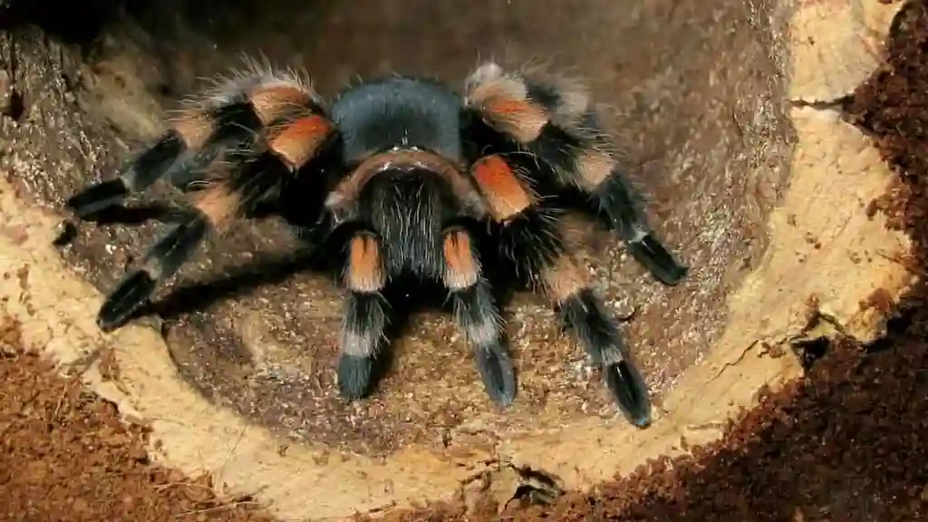 brachypelma hamorii tarantula mexicana refugio natural | YouForAnimal Tarántula Brachypelma hamorii sobre tronco hueco con patas peludas y patrón naranja y negro en entorno de terrario natural.