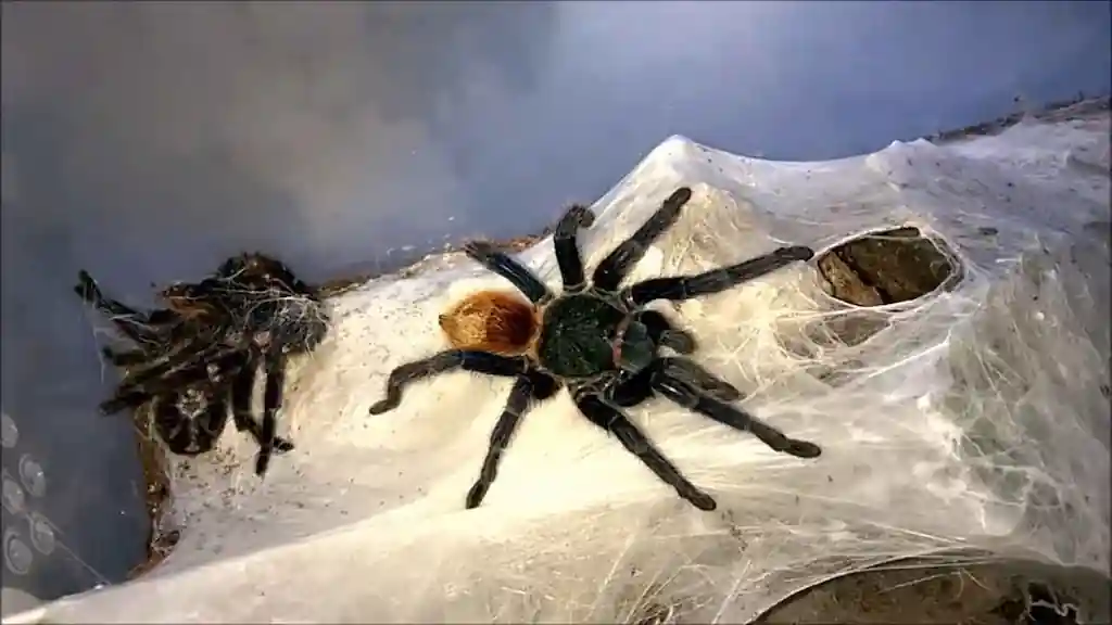 chromatopelma cyaneopubescens telarana terrario | YouForAnimal Tarántula Chromatopelma cyaneopubescens sobre densa telaraña blanca dentro de terrario con comportamiento de refugio y vigilancia.