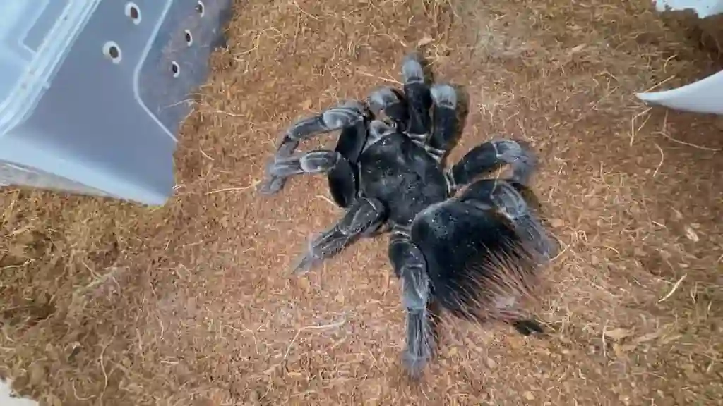 grammostola pulchra tarantula negra terrario Tarántula negra Grammostola pulchra caminando sobre sustrato de fibra de coco dentro de un terrario doméstico.