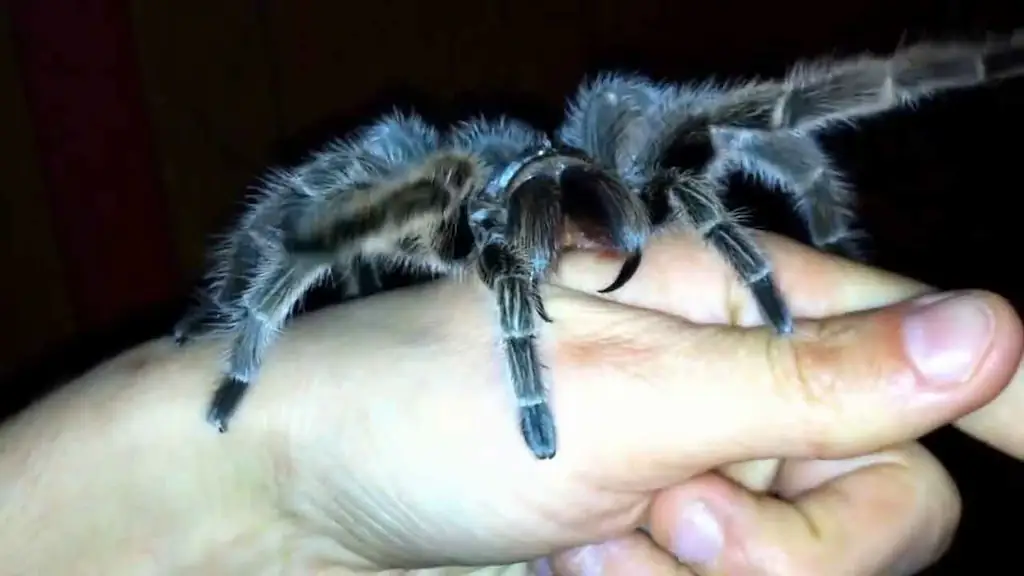 grammostola rosea tarantula chilena rosada | YouForAnimal Tarántula Grammostola rosea descansando sobre la mano de una persona en una escena de manejo de fauna exótica.