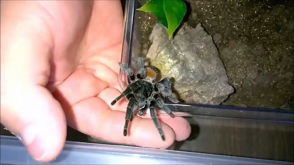 homoeomma chilensis manipulacion terrario | YouForAnimal Persona manipulando una tarántula Homoeomma chilensis dentro de un terrario durante una interacción cercana con el arácnido