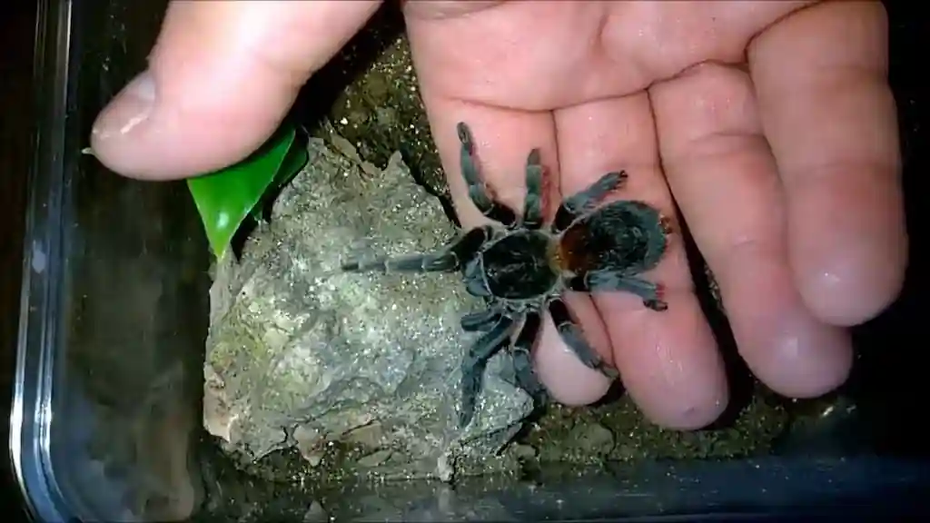 Tarántula del género Homoeomma siendo tocada suavemente por su cuidador dentro del terrario junto a una pequeña roca