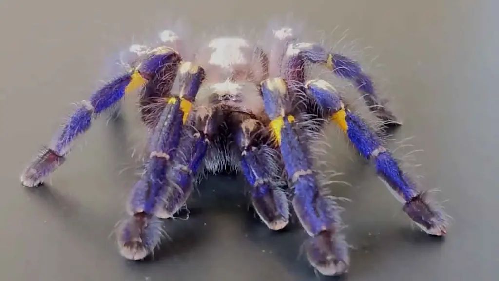 poecilotheria metallica tarantula ornamental zafiro azul | YouForAnimal Tarántula ornamental zafiro (Poecilotheria metallica) con patas azul intenso y marcas amarillas observada en primer plano.