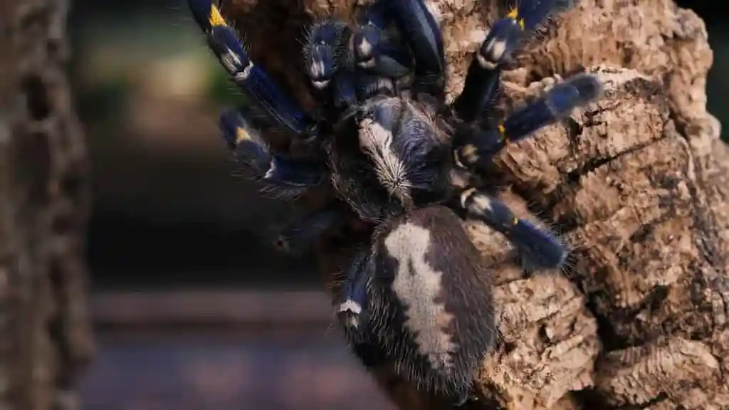 poecilotheria metallica tarantula ornamental zafiro Tarántula ornamental zafiro Poecilotheria metallica trepando sobre corteza con coloración azul metálica intensa.