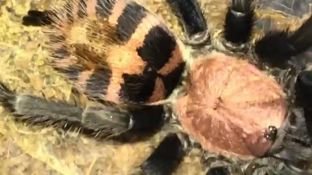 Primer plano del abdomen de una tarántula mostrando la zona con setas urticantes utilizadas como mecanismo defensivo frente a amenazas.