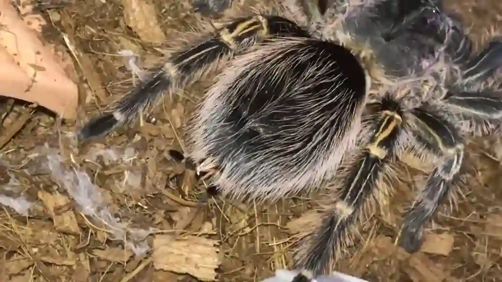 Vista superior de una tarántula con abdomen cubierto de abundantes setas urticantes potencialmente irritantes para manipuladores.