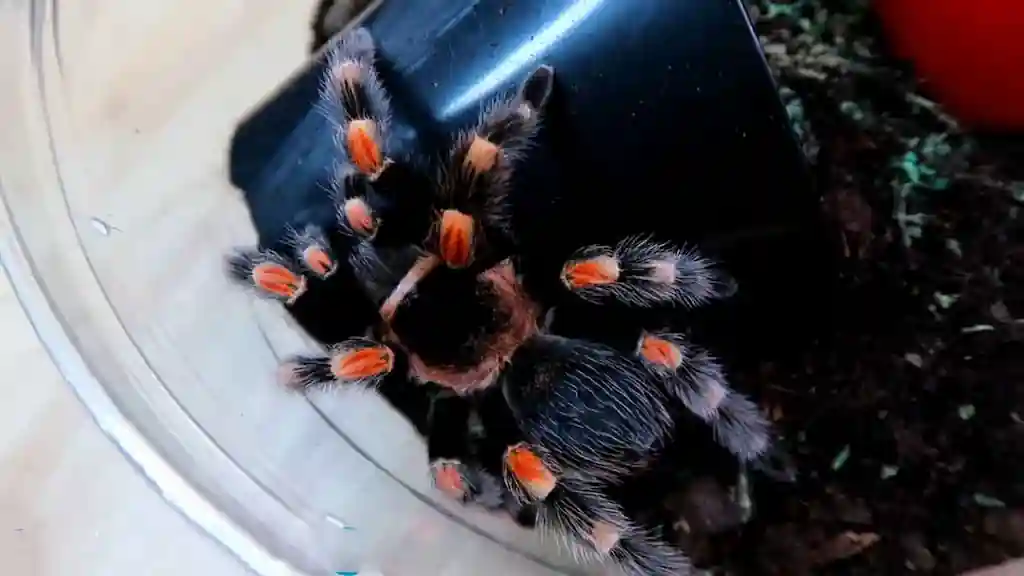 Tarántula Brachypelma smithi con articulaciones anaranjadas dentro de un terrario plástico junto a un refugio oscuro.