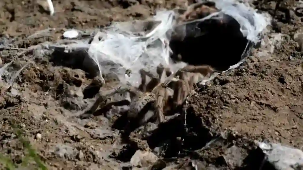 Tarántula terrestre desplazándose hacia su madriguera excavada en sustrato seco, con entrada reforzada por seda en comportamiento de refugio
