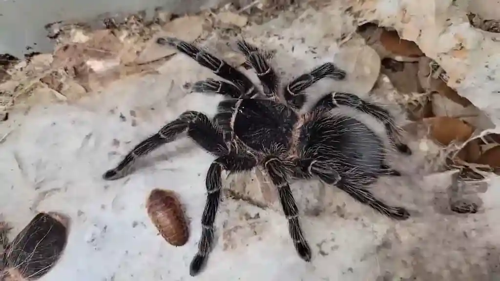 Tarántula ignorando una presa viva dentro del terrario antes de la muda mostrando comportamiento de ayuno previo a la ecdisis