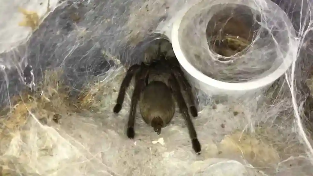 Tarántula dentro de un refugio cubierto de telarañas en un terrario, junto a una madriguera hecha con un vaso de plástico.