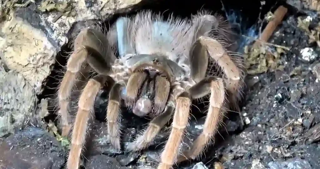 Tarántula de color beige asomándose desde una madriguera construida en el interior de un tronco hueco con restos de seda visibles.