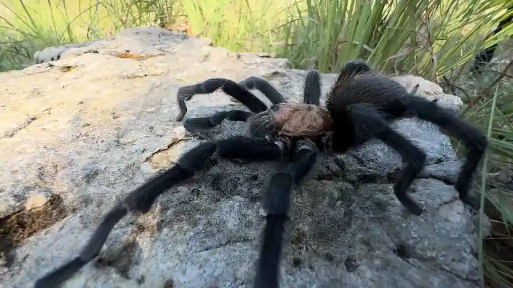 tarantula marron oklahoma aphonopelma hentzi Tarántula marrón Aphonopelma hentzi caminando sobre una roca en entorno natural con vegetación al fondo.