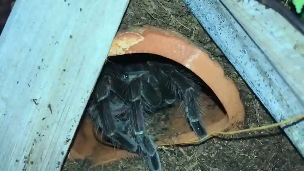 Tarántula oscura refugiada dentro de una pequeña estructura de arcilla utilizada como madriguera en un terrario con sustrato seco.