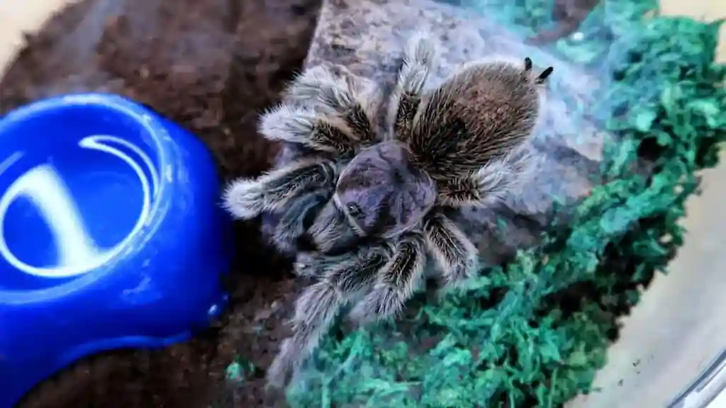 Tarántula rosa chilena Grammostola rosea sobre tronco decorativo en un terrario con recipiente de agua y musgo artificial.