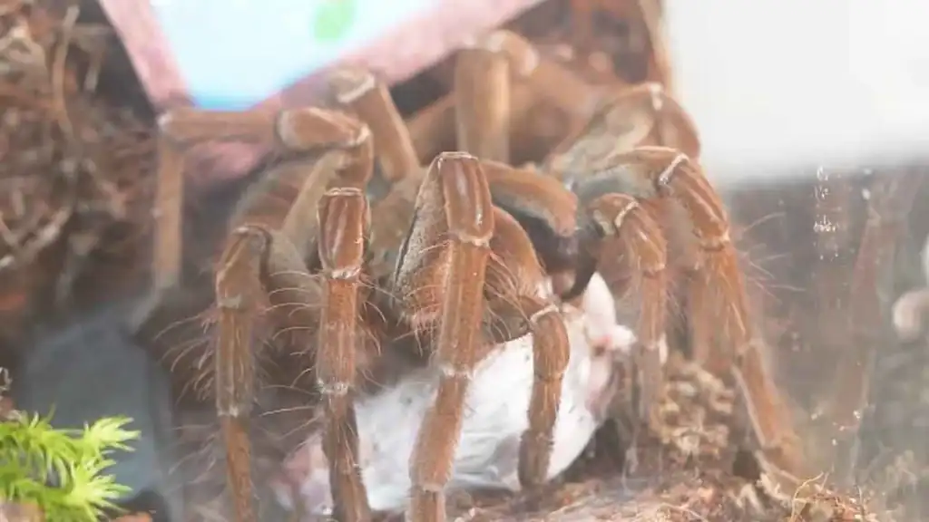 Tarántula rodeándose de una telaraña protectora en su refugio preparándose para la muda mostrando comportamiento previo a la ecdisis