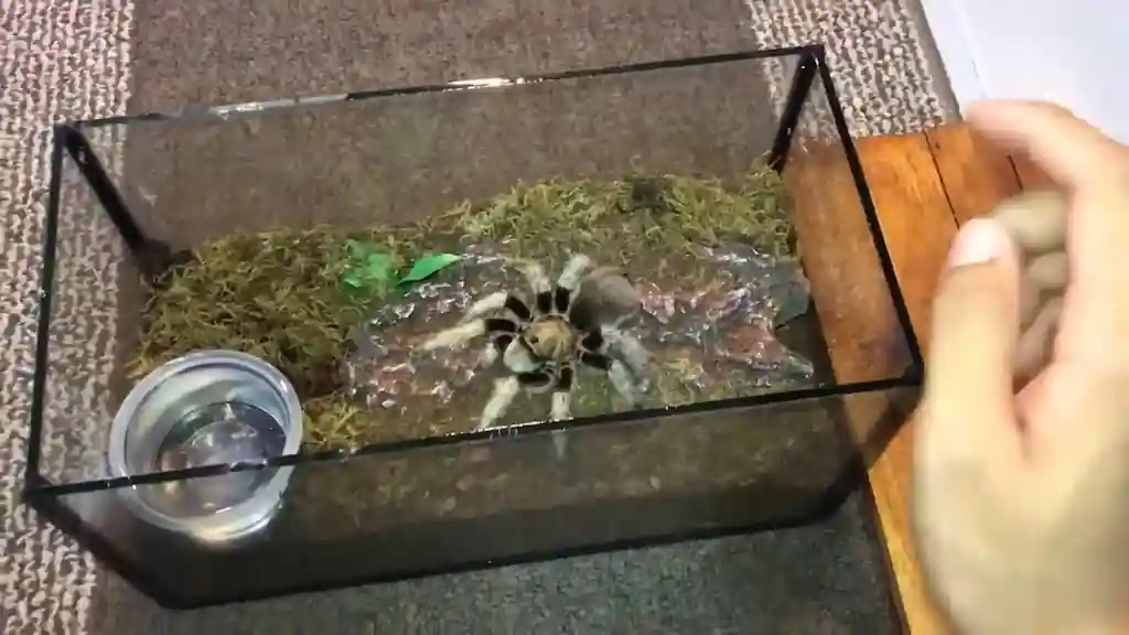 Terrario de cristal para tarántula terrestre con musgo y recipiente de agua | YouForAnimal Tarántula terrestre dentro de un terrario de cristal con sustrato de musgo y pequeño recipiente con agua para hidratación.