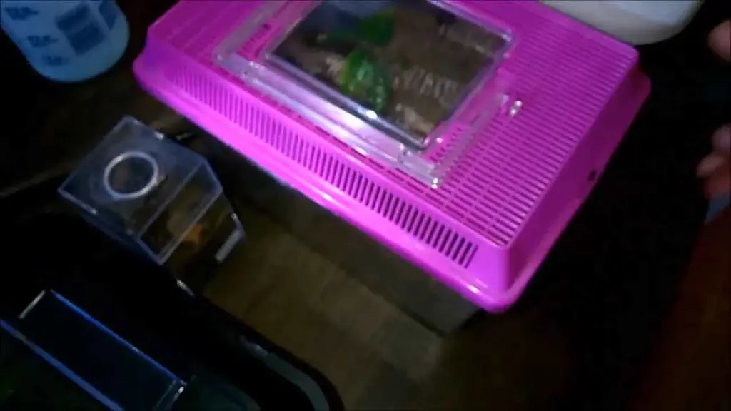 Terrario portátil de plástico para transporte y cría de tarántulas | YouForAnimal Caja plástica ventilada con tapa transparente utilizada como terrario temporal para transportar, aislar o mantener tarántulas juveniles.
