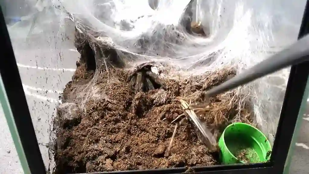 Recinto de tarántula excavadora con abundante seda y refugio subterráneo | YouForAnimal Terrario de tarántula excavadora con densa telaraña sedosa sobre sustrato húmedo y refugio parcialmente cubierto dentro de un recinto de cristal.