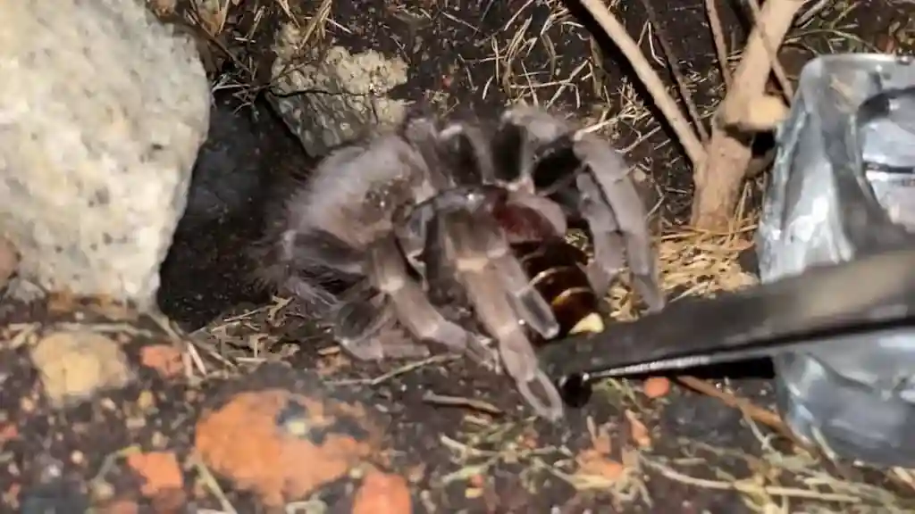 theraphosa stirmi tarantula gigante alimentacion | YouForAnimal Tarántula gigante Theraphosa stirmi sujetando una presa con los quelíceros sobre sustrato de terrario naturalista.