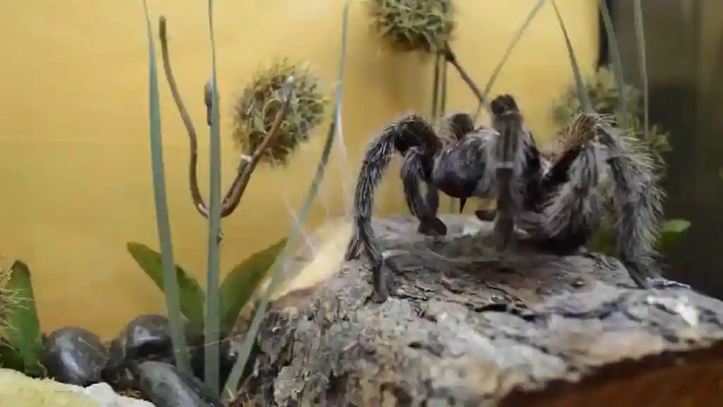Tarántula rizada Tliltocatl albopilosus sobre una roca dentro de un terrario decorado con plantas y flores secas.