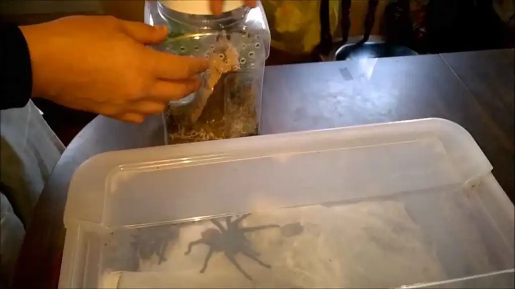 transferencia segura tarantula terrario | YouForAnimal Persona realizando el traslado de una tarántula entre recipientes plásticos durante manejo controlado en entorno doméstico.