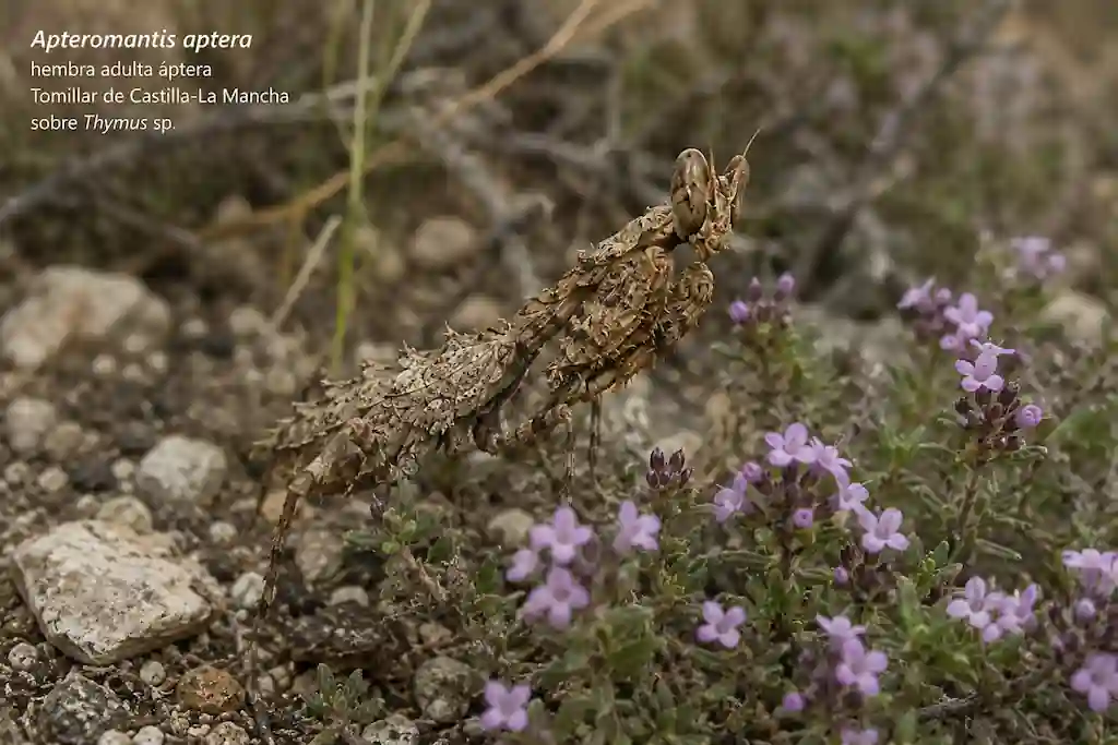 Apteromantis aptera hembra adulta completamente áptera sobre tomillo (Thymus sp.) en tomillar de Castilla-La Mancha, mostrando sus ojos alargados hacia el ápice característicos, el pronoto corto y la ausencia total de alas, en su hábitat natural de matorral bajo con suelo pedregoso