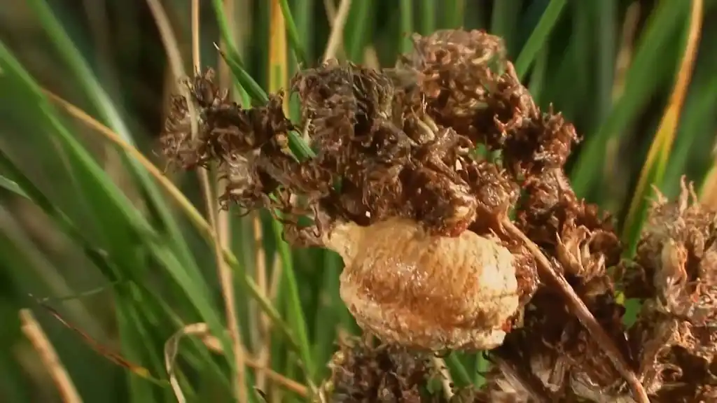 Comparación de ootecas del superorden Dictyoptera: ooteca de Mantis religiosa adherida a tallo vegetal junto a ooteca de cucaracha, mostrando la homología evolutiva compartida entre mantis y blátodos dentro del superorden Dictyoptera