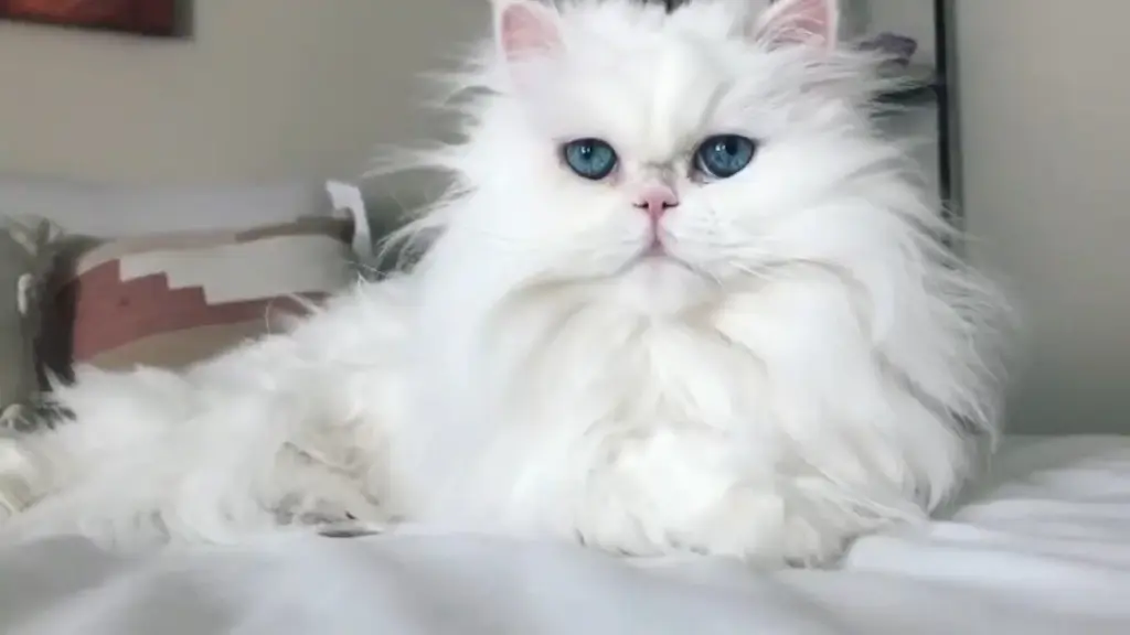 Gato persa adulto de color blanco con ojos azules grandes y pelaje largo y esponjoso, tumbado en una superficie suave con expresión serena y reposada