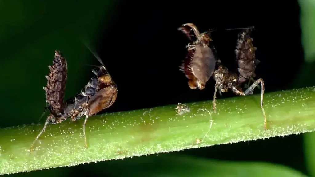 Comparativa del abdomen de una mantis religiosa bien alimentada con abdomen redondeado versus una mantis con hambre con abdomen plano y segmentos bien visibles