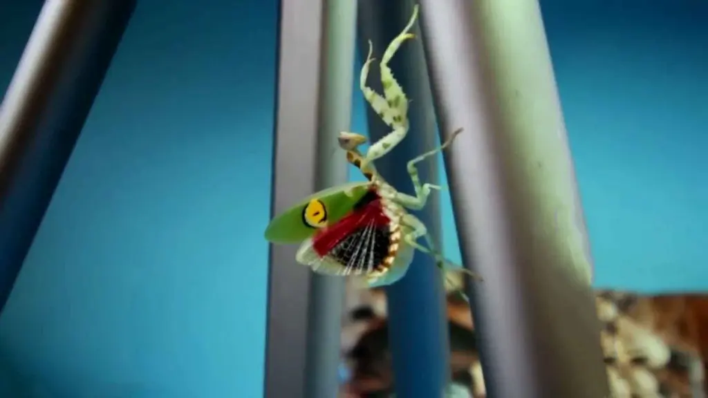 Mantis religiosa adulta macho con las alas posteriores completamente desplegadas durante el vuelo, mostrando la venación membranosa transparente y la región basal de color, con las tegminas coriáceas verdes levantadas como escudo protector