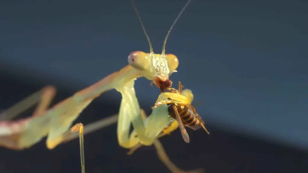 Mantis religiosa adulta capturando un grillo en el interior de su terrario, mostrando las patas raptoras en acción y el momento preciso del ataque de emboscada
