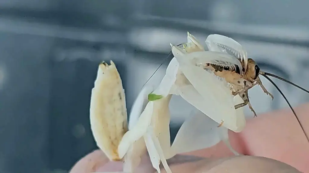 Mantis religiosa capturando un grillo adulto con sus patas raptoras durante la alimentación en cautividad, mostrando la velocidad y precisión del ataque