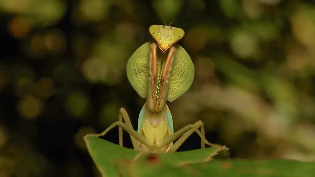 Mantis religiosa adulta en postura característica sobre tallo vegetal, mostrando la cabeza triangular giratoria, ojos compuestos y patas raptoras plegadas que inspiraron su nombre científico