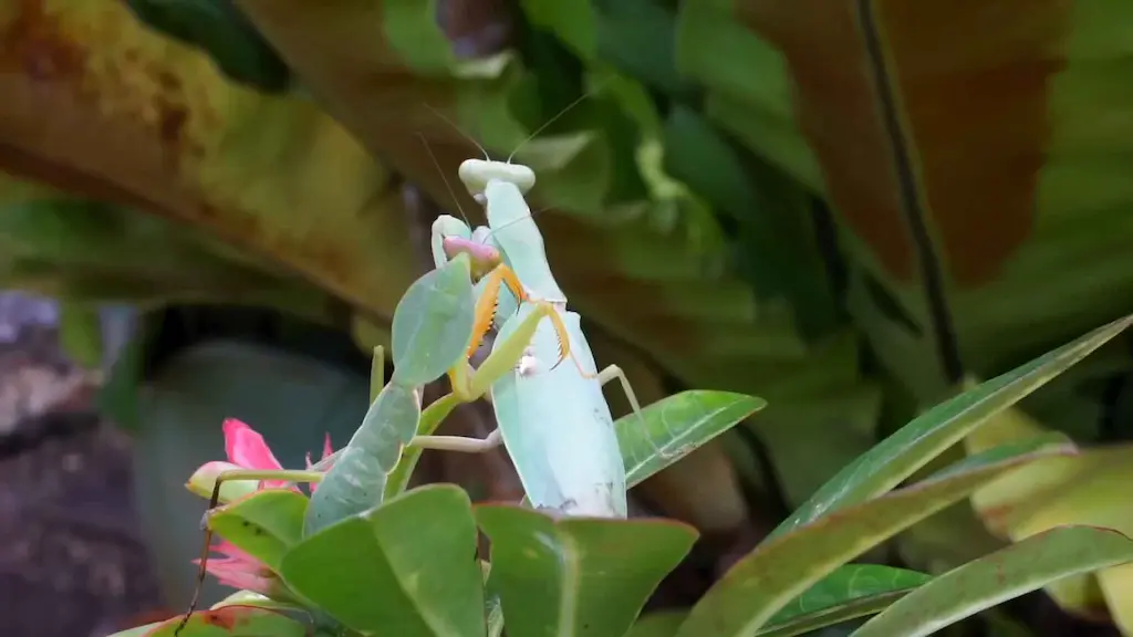 Comparativa de macho y hembra adultos de Mantis religiosa mostrando diferencias de tamaño, anchura abdominal y longitud de antenas sobre fondo blanco de laboratorio